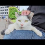 おかっぱ頭のハチワレ猫が人間のひざの上で両手を広げてくつろぐ(YouTube)
