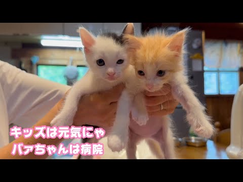 キッズは元気ニャ  おばぁちゃんは病院 大丈夫かニャン 心配ニャン  ムック＆モグそしてチャメ   2025 05 24 2(YouTube)