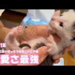 可愛さ最強ニャリ  はぐれて独りぼっちで保護された子猫 ムック  2025 05 06 1(YouTube)