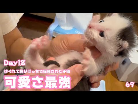 可愛さ最強ニャリ  はぐれて独りぼっちで保護された子猫 ムック  2025 05 06 1(YouTube)