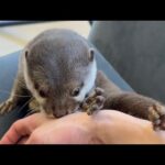 子供のおもちゃ遊びもそこそこ好きだがやっぱり飼い主が好きなカワウソのムーブ Otter like children’s toys a lot, but they still like me.(YouTube)