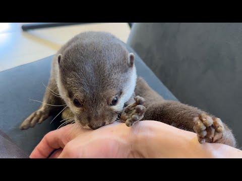 子供のおもちゃ遊びもそこそこ好きだがやっぱり飼い主が好きなカワウソのムーブ Otter like children’s toys a lot, but they still like me.(YouTube)