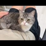 なでなでが物足りなくて降りてくれない甘えんぼもちが可愛すぎます…(YouTube)