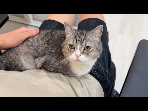 なでなでが物足りなくて降りてくれない甘えんぼもちが可愛すぎます…(YouTube)