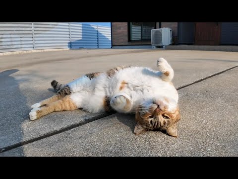 撫でられてゴロンと寝転がる猫島の三毛猫ちゃんがかわい過ぎる(YouTube)