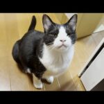 お父さんをその気にさせて遊ぶ魔性の猫(YouTube)