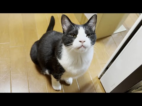 お父さんをその気にさせて遊ぶ魔性の猫(YouTube)