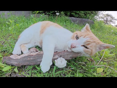 太った茶シロ猫が木片を抱きしめてほっぺたをスリスリする(YouTube)