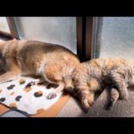 快適を求める癒し猫のそばだと不器用な柴犬も超リラックスできるようです(YouTube)