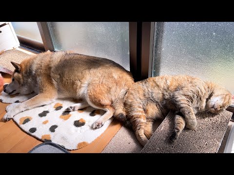 快適を求める癒し猫のそばだと不器用な柴犬も超リラックスできるようです(YouTube)