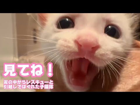 見てね！ 泥の中からレスキューと引越しではぐれた子猫達  モグ＆ムック  2025 05 15(YouTube)
