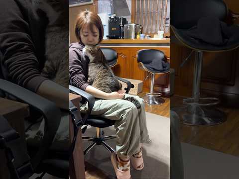 ママのおいでの合図が嬉しくてたまらない猫 #shorts(YouTube)