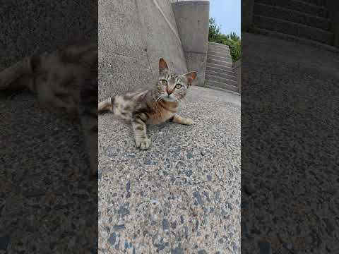 人間を警戒しまくるアメショー猫ちゃん #猫 #cat #ネコ(YouTube)