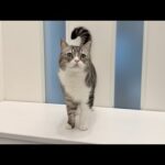 手術を乗り越えたもちの病状と今後について。(YouTube)