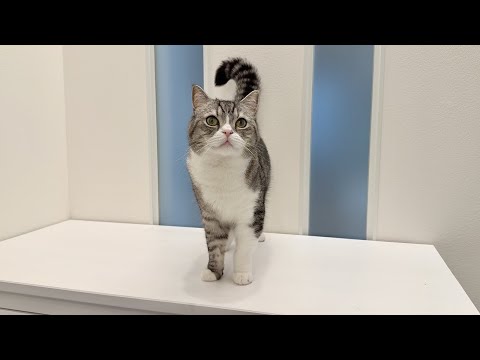 手術を乗り越えたもちの病状と今後について。(YouTube)