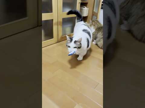 犯人は現場に戻る(YouTube)