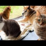 猫8匹に愛される柴犬パパはどこへ移動しても周りが猫まみれになります(YouTube)