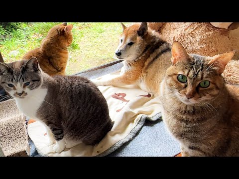 猫8匹に愛される柴犬パパはどこへ移動しても周りが猫まみれになります(YouTube)