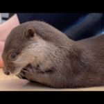遊びの天才子供とカワウソの掛け合いが面白い 笑 The dialogue between the playful genius child and the otter is hilarious lol(YouTube)