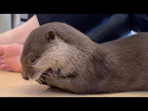 遊びの天才子供とカワウソの掛け合いが面白い 笑 The dialogue between the playful genius child and the otter is hilarious lol(YouTube)