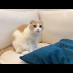 入院してる大好きな兄の匂いを1週間ぶりに嗅いだ猫がこうなっちゃいました。(YouTube)