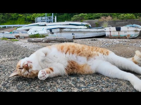 漁港のボートの上で寝ていた猫ちゃん、ナデナデすると降りてきてゴロンゴロン転がった(YouTube)