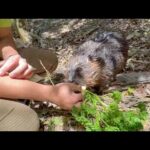 ほとんどの動物が食べない野菜を食いしん坊なビーバーにあげてみたら…(YouTube)