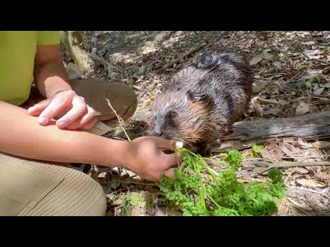 ほとんどの動物が食べない野菜を食いしん坊なビーバーにあげてみたら…(YouTube)