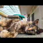【今週のボツ動画】今週撮った未公開猫動画まとめて公開-unreleased video of this week-2025/5/4w(YouTube)