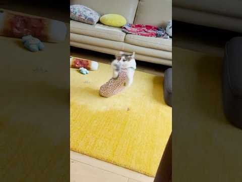 【隠し撮り】狩りの練習をするエース🐁 #cats(YouTube)