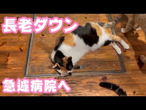 長老倒れて発見！ 急遽病院へ  チャメ   子猫達は元気です   2025 05 24 1(YouTube)