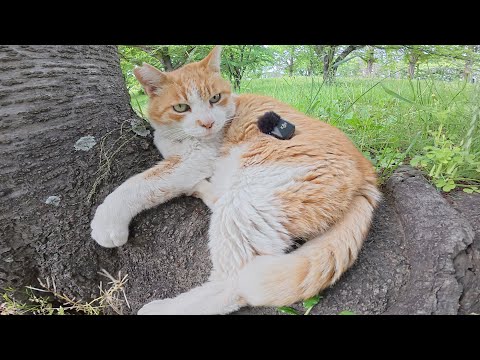 人懐っこい猫が喉をゴロゴロと鳴らし癒しの音源を提供してくれた(YouTube)