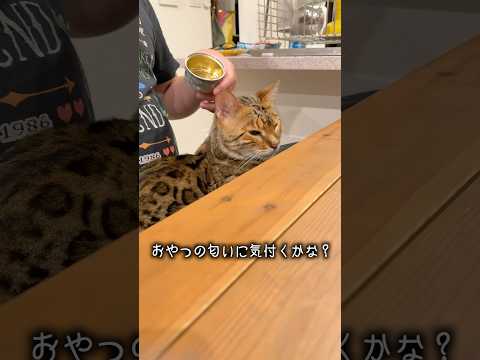 こっそり後ろからおやつの匂いをさせるといつ気付く？  #ルトロゼ #ベンガル #cat(YouTube)