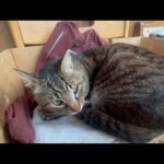 賢いのかバカなのかよくわからん(YouTube)