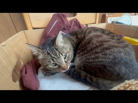 賢いのかバカなのかよくわからん(YouTube)
