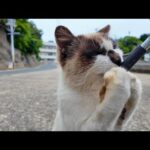 ちゅーるをあげたら…三毛猫の前に現れた“タヌキ猫”が衝撃すぎた！(YouTube)