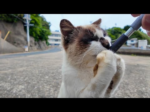 ちゅーるをあげたら…三毛猫の前に現れた“タヌキ猫”が衝撃すぎた！(YouTube)