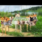 【ライブ】リベンジX２配信10時より配信(YouTube)