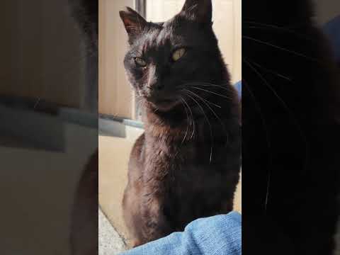 神社の黒猫ちゃんは喉を撫でられるのが好き#ImpressedCatVideo #catisland #猫(YouTube)