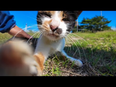 芝生で寝転ぶ三毛猫ちゃんをナデナデしてきた(YouTube)