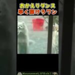 嬉しさを全身で表現する犬😂【ポメ犬】 #犬 #dog(YouTube)