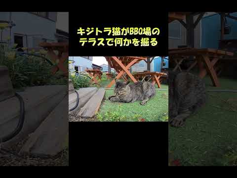 キジトラ猫がBBQ場のテラスで何かを掘る #猫 #ネコ #cat(YouTube)