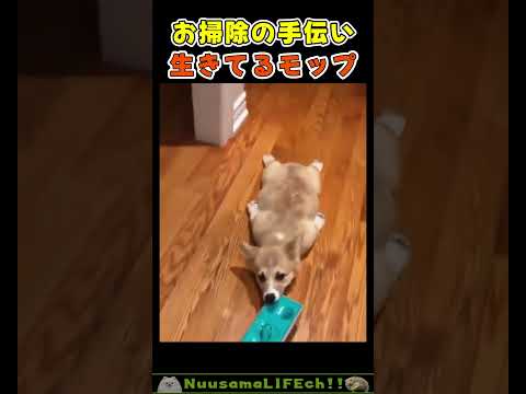 替えの紙ちょうど切らしてて助かるわ😂【お掃除犬】 #犬 #dog(YouTube)