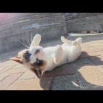 人間にモフる隙を与えないくらい激しく転げ回るタヌキ猫ちゃん(YouTube)