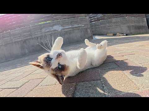 人間にモフる隙を与えないくらい激しく転げ回るタヌキ猫ちゃん(YouTube)