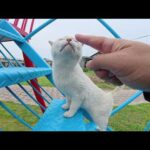 シャム猫が他の猫を威嚇して公園のすべり台を独り占めする(YouTube)