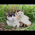 さくら猫になっても仲良しな三毛猫親子(YouTube)