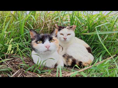 さくら猫になっても仲良しな三毛猫親子(YouTube)