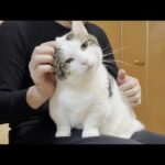 大量の毛を落としていく換毛期すぎる猫(YouTube)