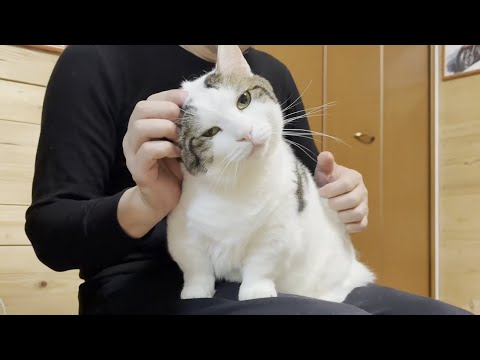 大量の毛を落としていく換毛期すぎる猫(YouTube)